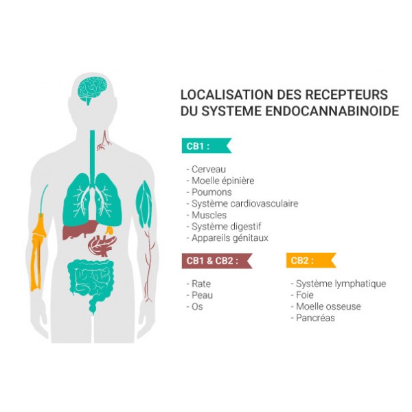 Huile CBD 10% Spectre Complet