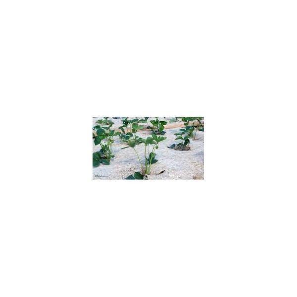 Rouleau de 1,20 m - 360g/m² de paillage Chanvre (palette)