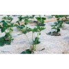 Rouleau de 1,20 m - 360g/m² de paillage Chanvre (palette)