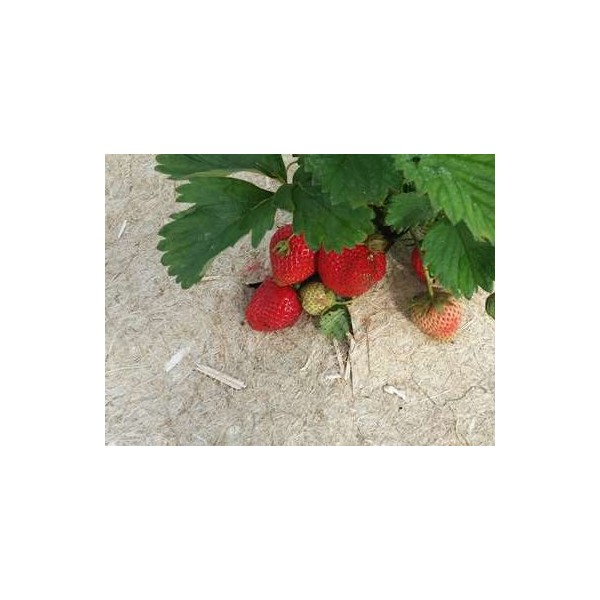 Rouleau de 1,20 m - 360g/m² de paillage Chanvre (palette)