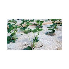 Rouleau de 1,20 m par 50 m ou 100 m - 360g/m² de paillage Chanvre